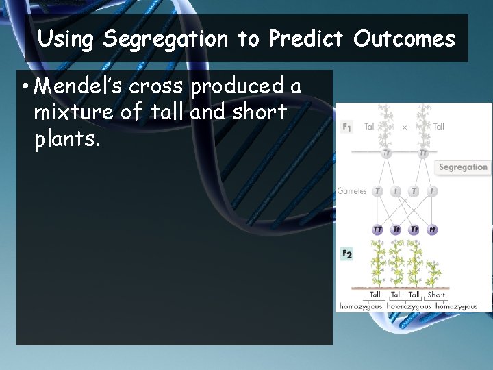 Using Segregation to Predict Outcomes • Mendel’s cross produced a mixture of tall and