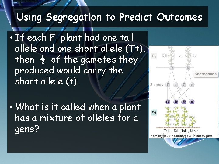 Using Segregation to Predict Outcomes • If each F 1 plant had one tall