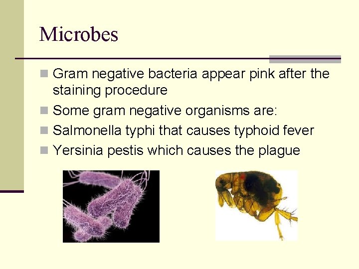 Microbes n Gram negative bacteria appear pink after the staining procedure n Some gram