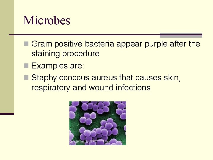 Microbes n Gram positive bacteria appear purple after the staining procedure n Examples are: