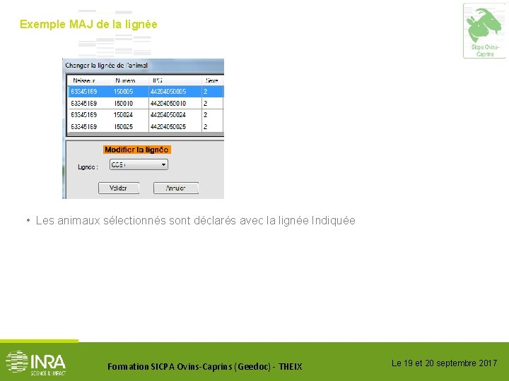 Exemple MAJ de la lignée • Les animaux sélectionnés sont déclarés avec la lignée