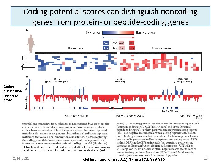 Coding potential scores can distinguish noncoding genes from protein- or peptide-coding genes Codon substitution