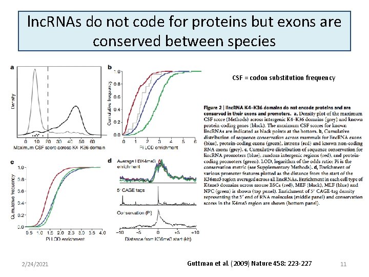lnc. RNAs do not code for proteins but exons are conserved between species CSF