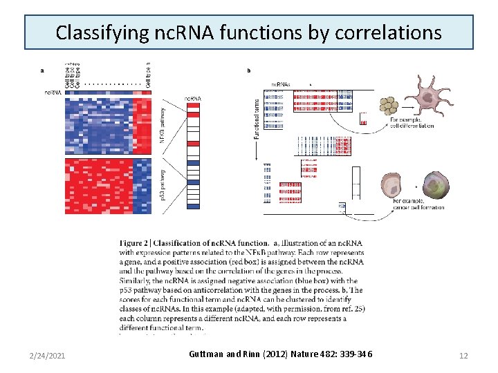 Classifying nc. RNA functions by correlations 2/24/2021 Guttman and Rinn (2012) Nature 482: 339