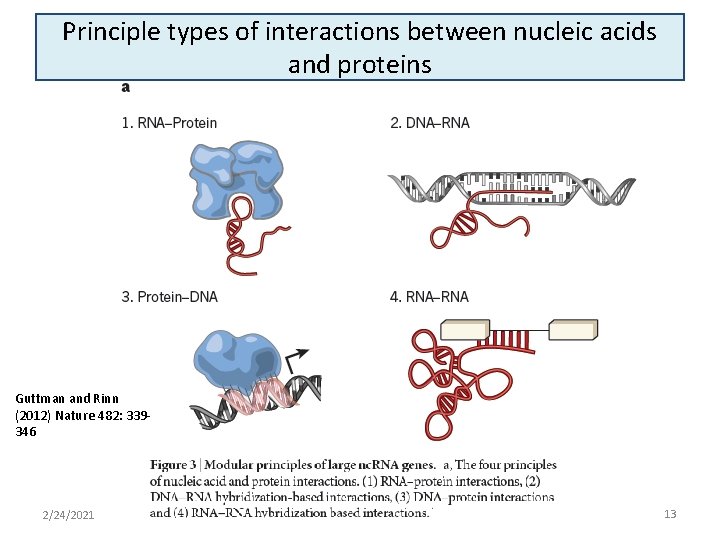 Principle types of interactions between nucleic acids and proteins Guttman and Rinn (2012) Nature