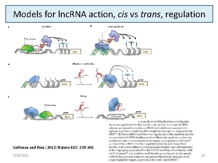 Models for lnc. RNA action, cis vs trans, regulation Guttman and Rinn (2012) Nature