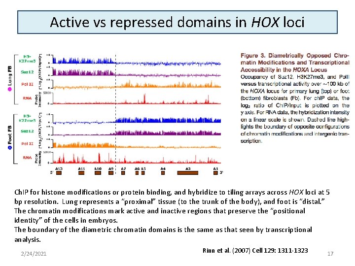 Active vs repressed domains in HOX loci Ch. IP for histone modifications or protein