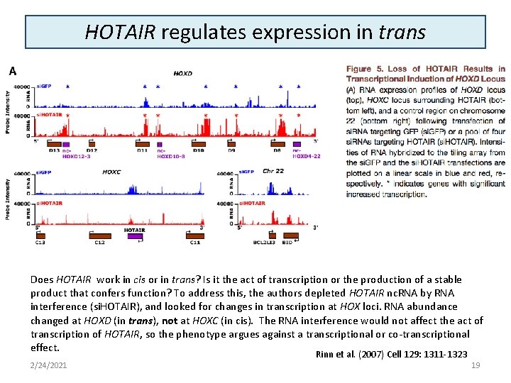 HOTAIR regulates expression in trans Does HOTAIR work in cis or in trans? Is