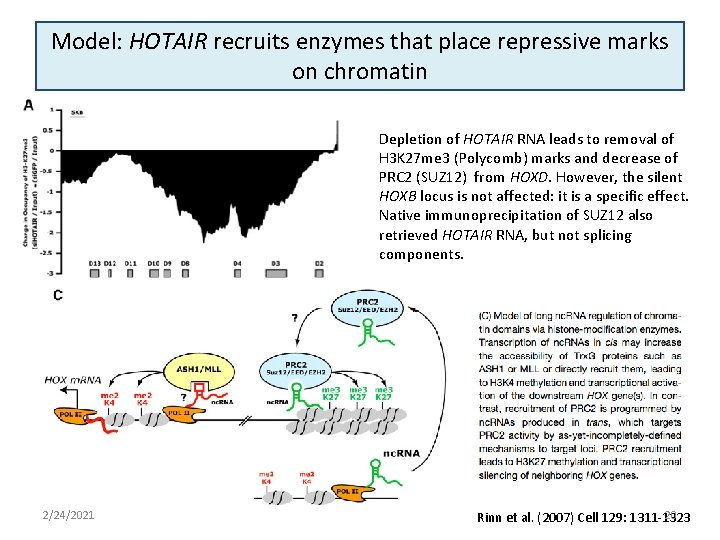 Model: HOTAIR recruits enzymes that place repressive marks on chromatin Depletion of HOTAIR RNA