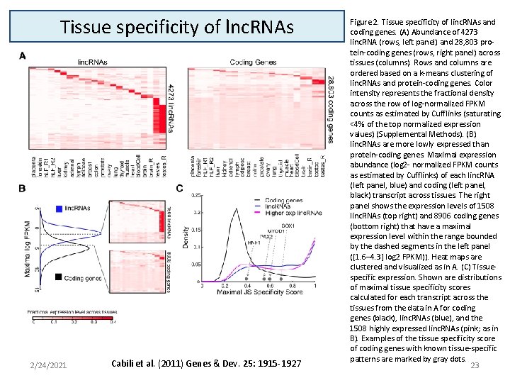 Tissue specificity of lnc. RNAs 2/24/2021 Cabili et al. (2011) Genes & Dev. 25: