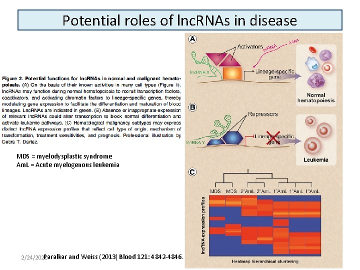 Potential roles of lnc. RNAs in disease MDS = myelodysplastic syndrome Am. L =