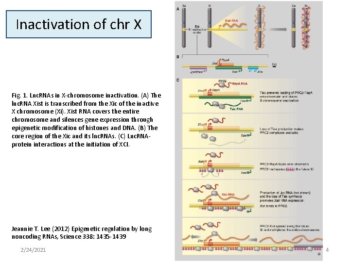 Inactivation of chr X Fig. 1. Lnc. RNAs in X-chromosome inactivation. (A) The lnc.