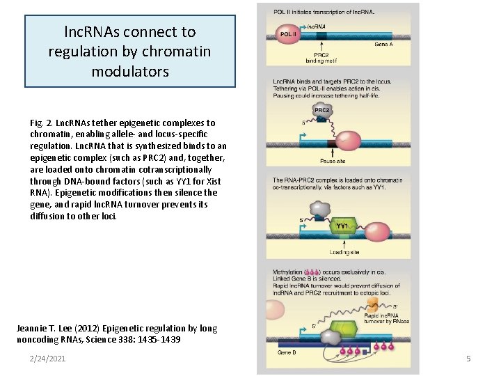 lnc. RNAs connect to regulation by chromatin modulators Fig. 2. Lnc. RNAs tether epigenetic