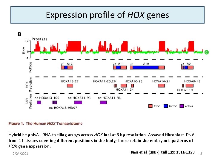 Expression profile of HOX genes Hybridize poly. A+ RNA to tiling arrays across HOX