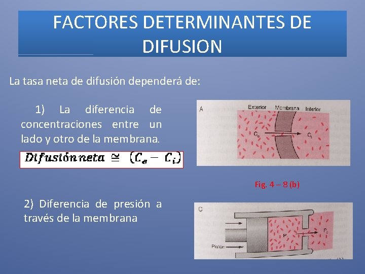 FACTORES DETERMINANTES DE DIFUSION La tasa neta de difusión dependerá de: 1) La diferencia