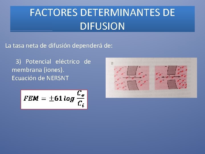 FACTORES DETERMINANTES DE DIFUSION La tasa neta de difusión dependerá de: 3) Potencial eléctrico