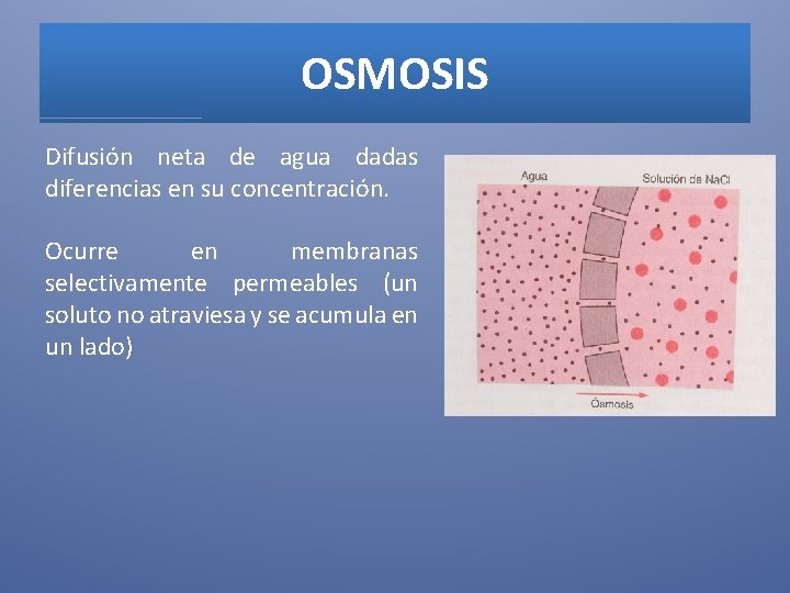 OSMOSIS Difusión neta de agua dadas diferencias en su concentración. Ocurre en membranas selectivamente