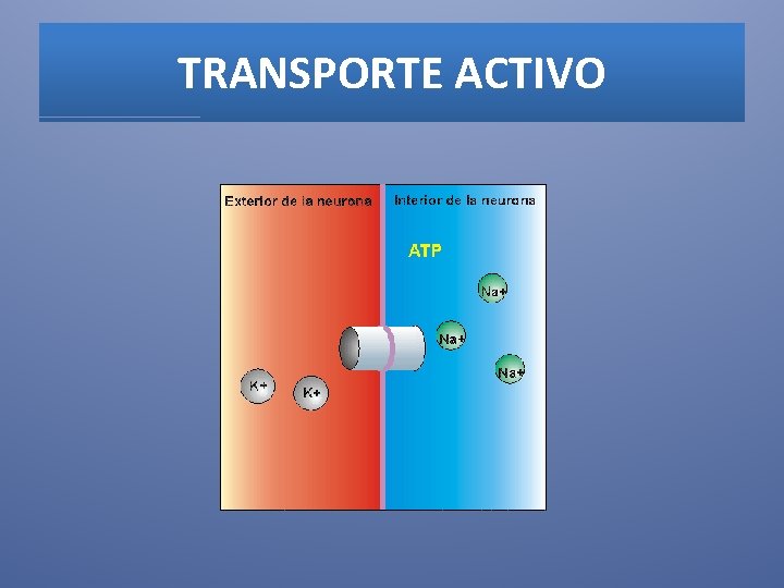 TRANSPORTE ACTIVO 