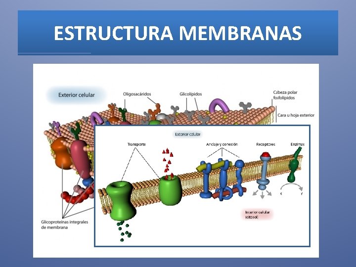 ESTRUCTURA MEMBRANAS 