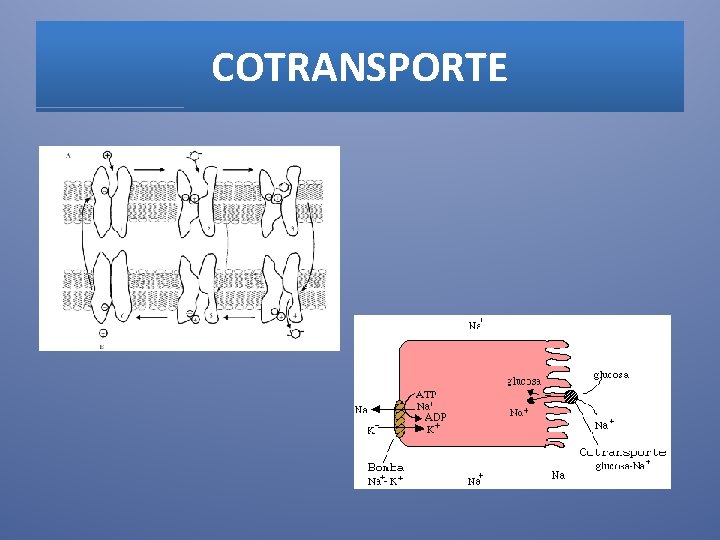 COTRANSPORTE 