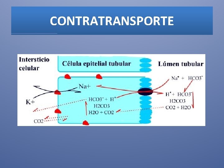 CONTRATRANSPORTE 