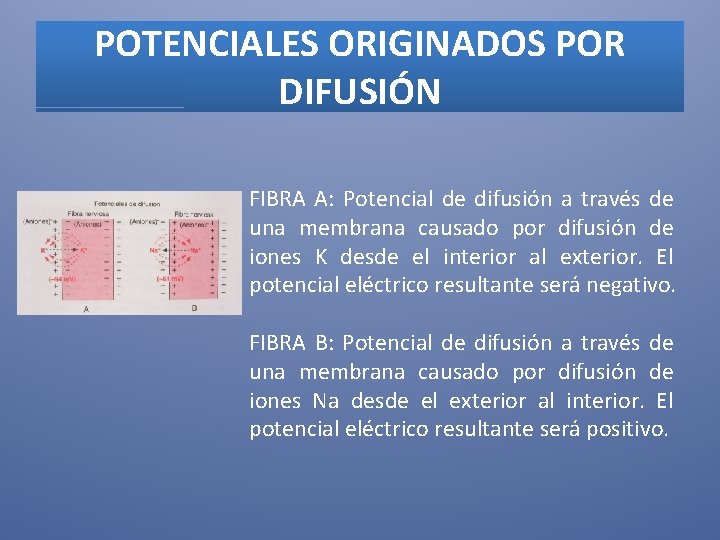 POTENCIALES ORIGINADOS POR DIFUSIÓN FIBRA A: Potencial de difusión a través de una membrana