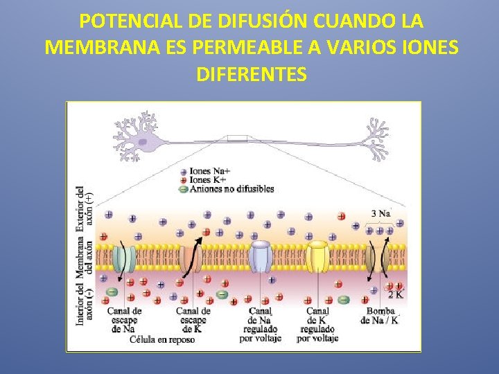 POTENCIAL DE DIFUSIÓN CUANDO LA MEMBRANA ES PERMEABLE A VARIOS IONES DIFERENTES 