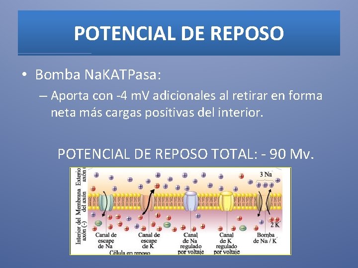 POTENCIAL DE REPOSO • Bomba Na. KATPasa: – Aporta con -4 m. V adicionales