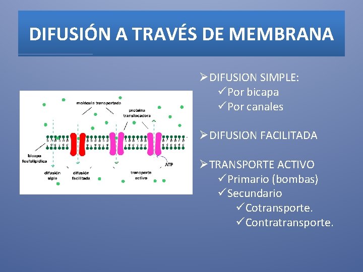 DIFUSIÓN A TRAVÉS DE MEMBRANA ØDIFUSION SIMPLE: üPor bicapa üPor canales ØDIFUSION FACILITADA ØTRANSPORTE