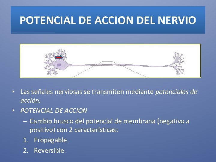 POTENCIAL DE ACCION DEL NERVIO • Las señales nerviosas se transmiten mediante potenciales de