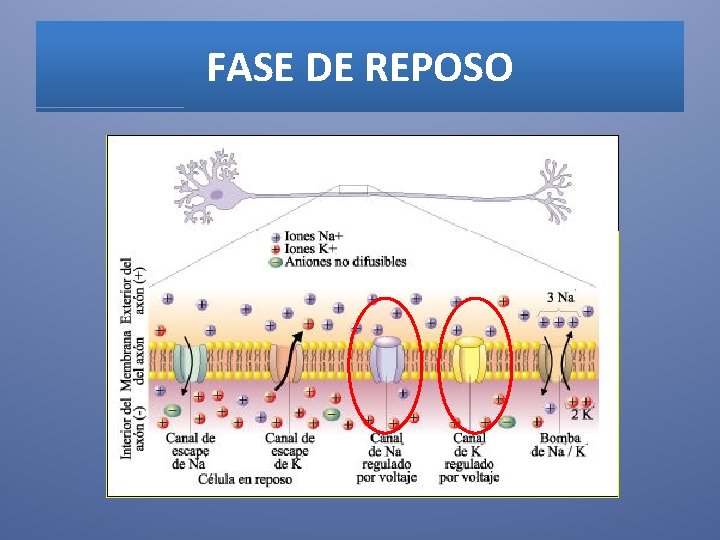 FASE DE REPOSO 
