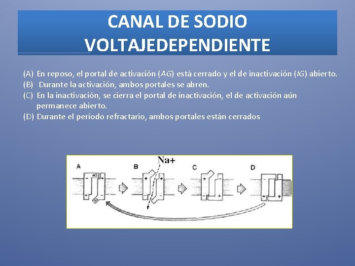 CANAL DE SODIO VOLTAJEDEPENDIENTE (A) En reposo, el portal de activación (AG) está cerrado