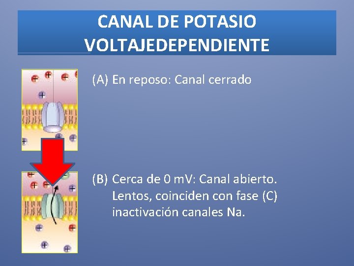 CANAL DE POTASIO VOLTAJEDEPENDIENTE (A) En reposo: Canal cerrado (B) Cerca de 0 m.