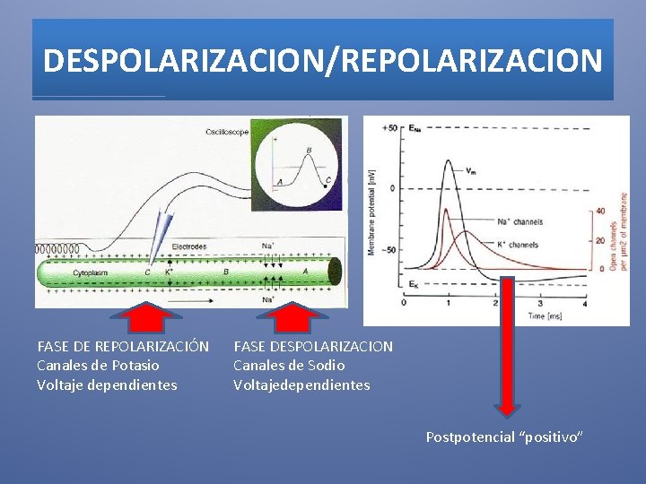 DESPOLARIZACION/REPOLARIZACION FASE DE REPOLARIZACIÓN Canales de Potasio Voltaje dependientes FASE DESPOLARIZACION Canales de Sodio