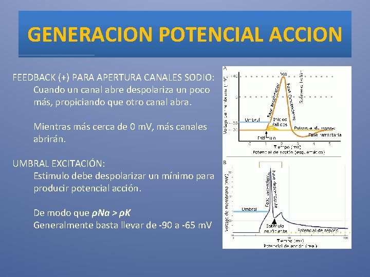 GENERACION POTENCIAL ACCION FEEDBACK (+) PARA APERTURA CANALES SODIO: Cuando un canal abre despolariza