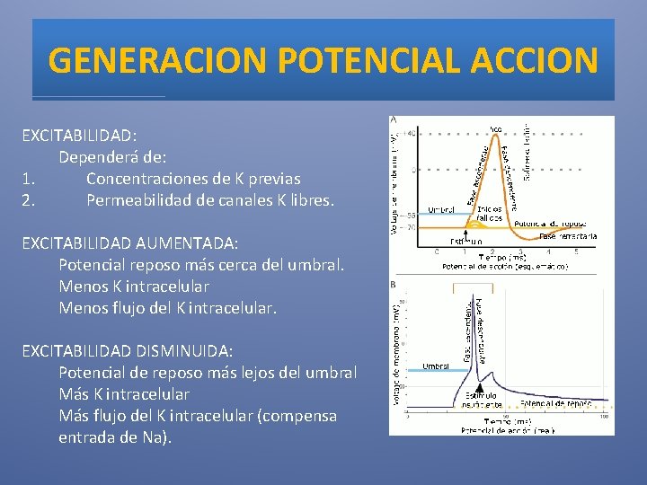 GENERACION POTENCIAL ACCION EXCITABILIDAD: Dependerá de: 1. Concentraciones de K previas 2. Permeabilidad de
