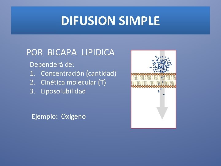 DIFUSION SIMPLE POR BICAPA LIPIDICA Dependerá de: 1. Concentración (cantidad) 2. Cinética molecular (T)