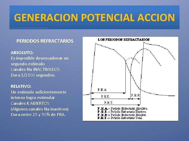 GENERACION POTENCIAL ACCION PERIODOS REFRACTARIOS ABSOLUTO: Es imposible desencadenar un segundo estímulo Canales Na