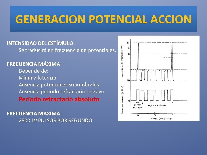 GENERACION POTENCIAL ACCION INTENSIDAD DEL ESTÍMULO: Se traducirá en frecuencia de potenciales. FRECUENCIA MÁXIMA: