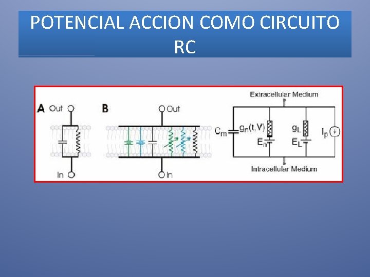 POTENCIAL ACCION COMO CIRCUITO RC 