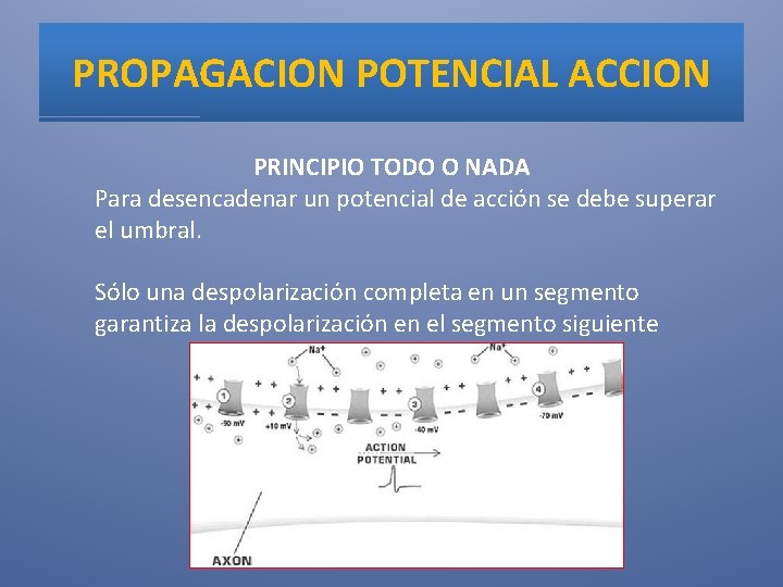 PROPAGACION POTENCIAL ACCION PRINCIPIO TODO O NADA Para desencadenar un potencial de acción se