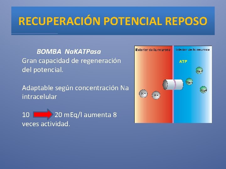 RECUPERACIÓN POTENCIAL REPOSO BOMBA Na. KATPasa Gran capacidad de regeneración del potencial. Adaptable según