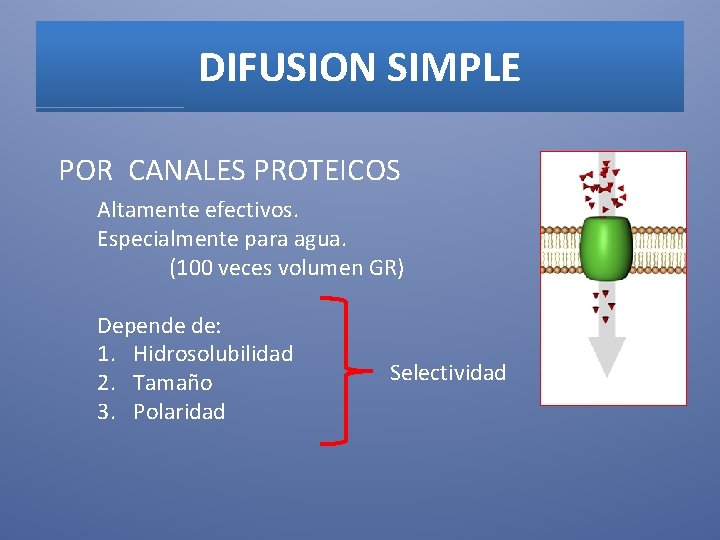 DIFUSION SIMPLE POR CANALES PROTEICOS Altamente efectivos. Especialmente para agua. (100 veces volumen GR)