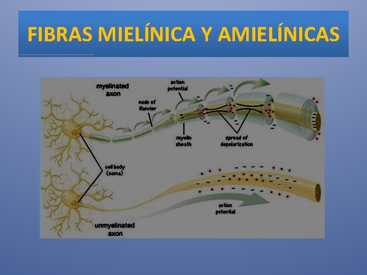 FIBRAS MIELÍNICA Y AMIELÍNICAS 