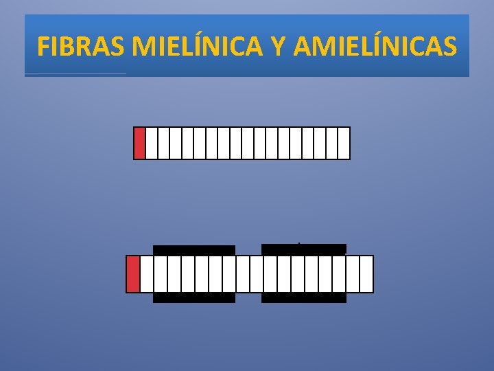 FIBRAS MIELÍNICA Y AMIELÍNICAS 
