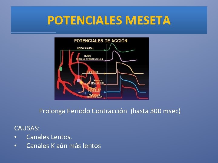 POTENCIALES MESETA Prolonga Periodo Contracción (hasta 300 msec) CAUSAS: • Canales Lentos. • Canales