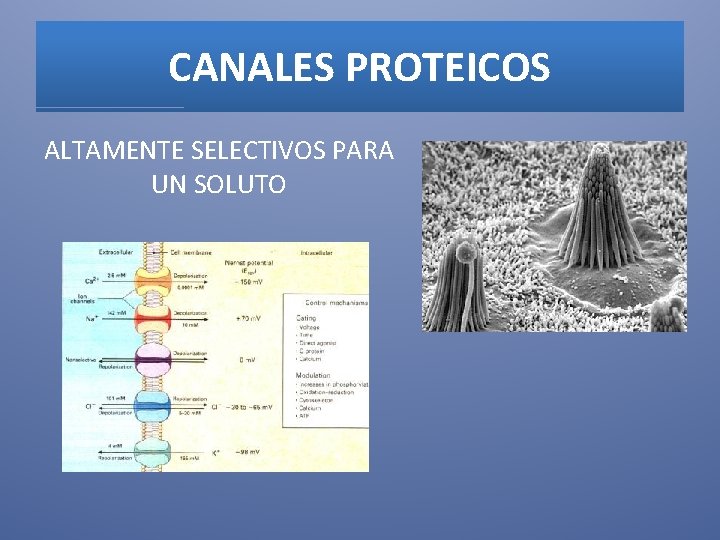 CANALES PROTEICOS ALTAMENTE SELECTIVOS PARA UN SOLUTO 