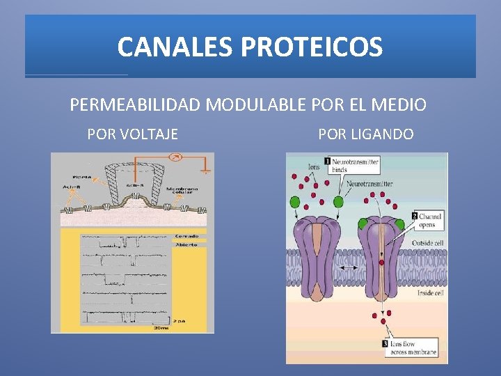 CANALES PROTEICOS PERMEABILIDAD MODULABLE POR EL MEDIO POR VOLTAJE POR LIGANDO 