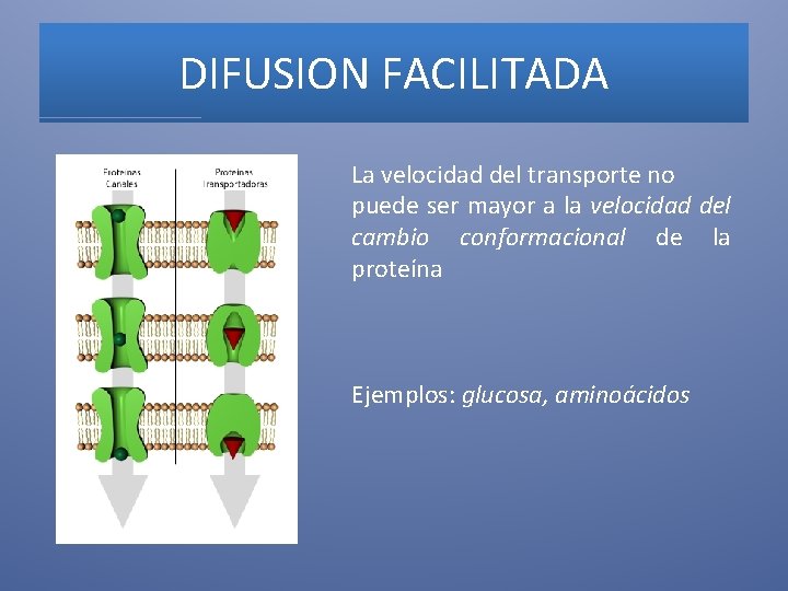 DIFUSION FACILITADA La velocidad del transporte no puede ser mayor a la velocidad del