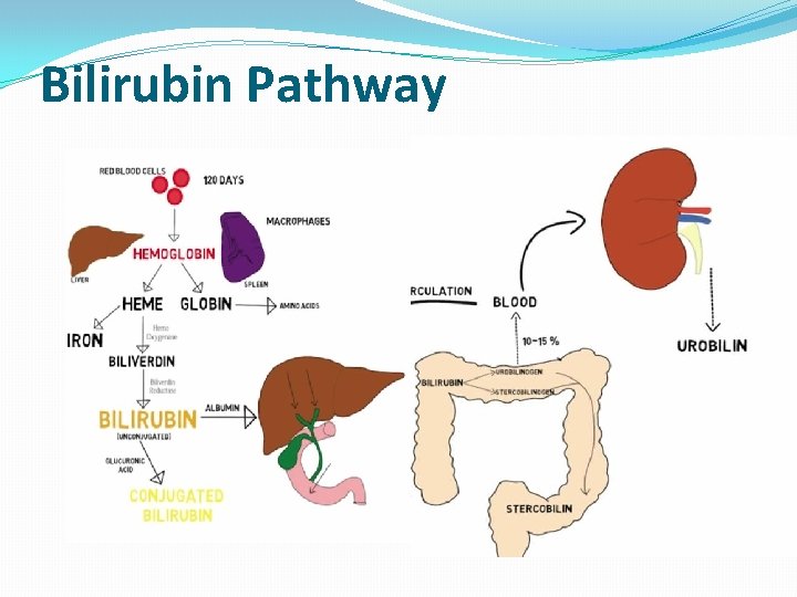 Bilirubin Pathway Bilirubin Pathway